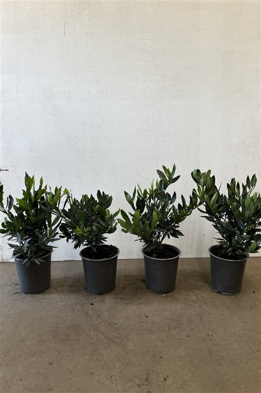 Prunus l. 'Otto Luyken' - C3.5 20-30 CM